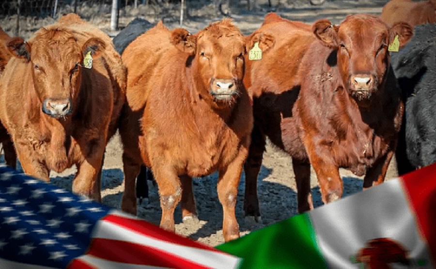 Ganado Mexico y Estados Unidos
