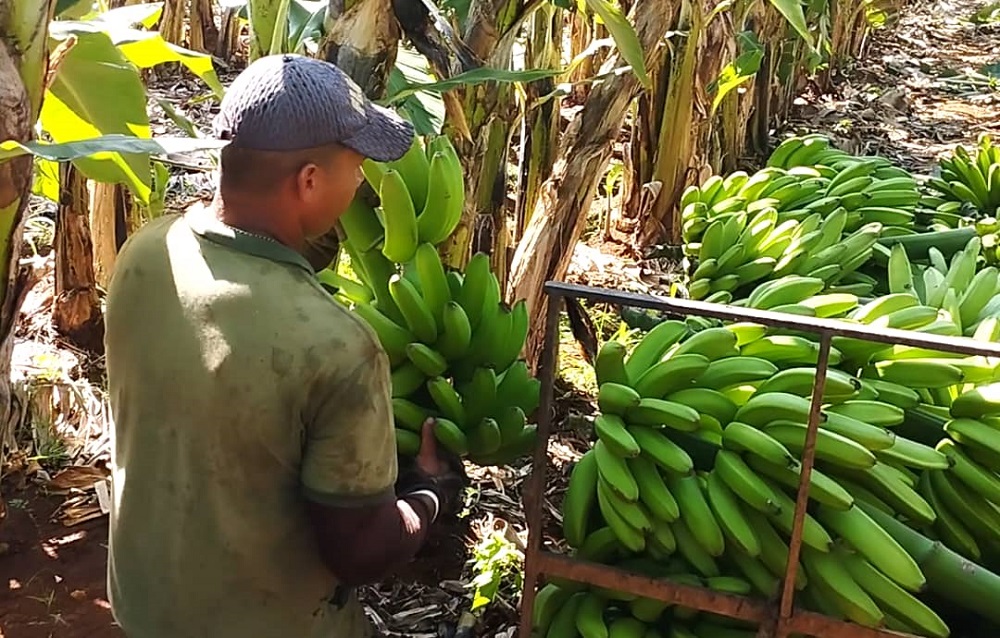 Polo productivo avileño La Cuba