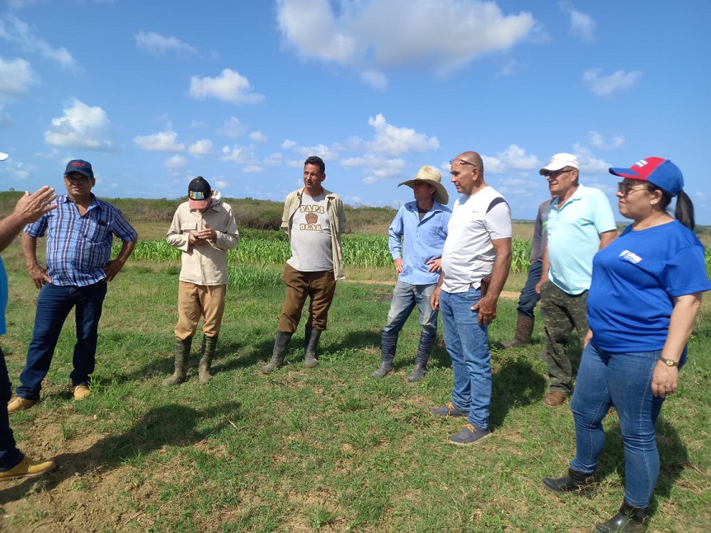 producción de arroz en Villa Clara