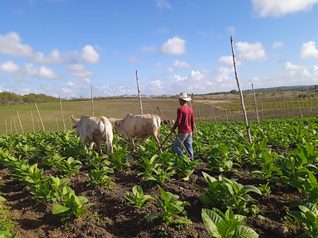 tabacaleros villaclareños