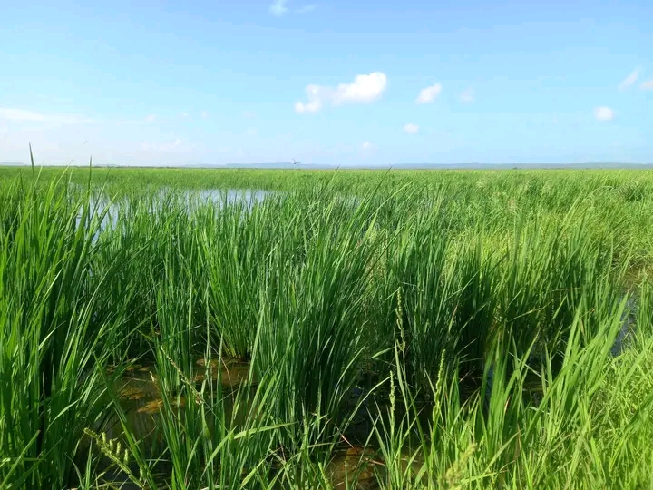 En Encrucijada no se detiene la siembra de arroz