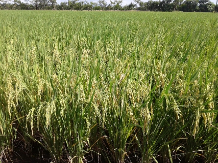 Avanza programa de autoabastecimiento de arroz en Cienfuegos