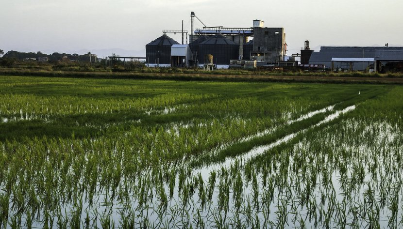 producción de arroz en Los Palacios