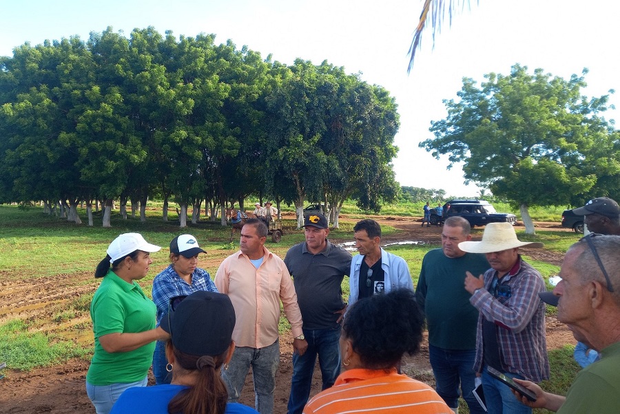 De las fértiles tierras del poblado dominicano Cascajal