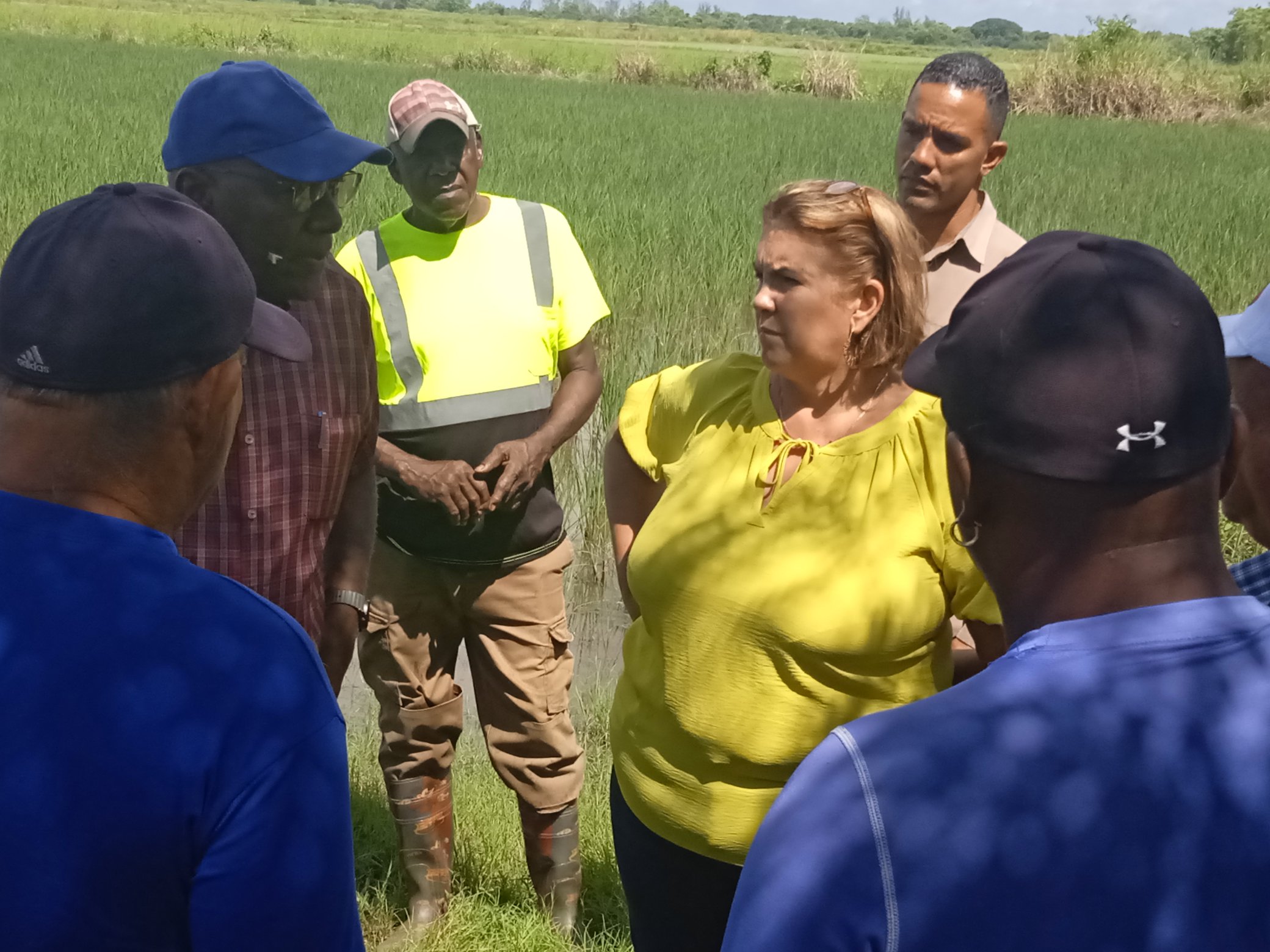 cultivo del arroz en Cienfuegos