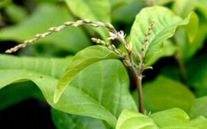 La sabiduría popular y los beneficios medicinales del anamú