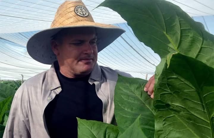 Linnel guajiro natural