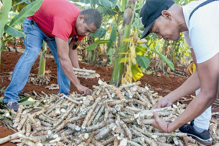 Trabajo Voluntario Cuba