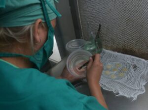 Villa Clara, líder en Cuba en la creación y propagación de semillas de calidad