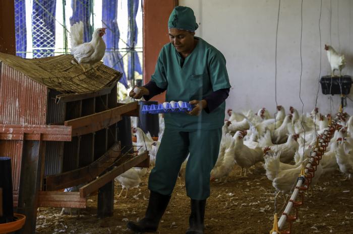 producción de alimentos