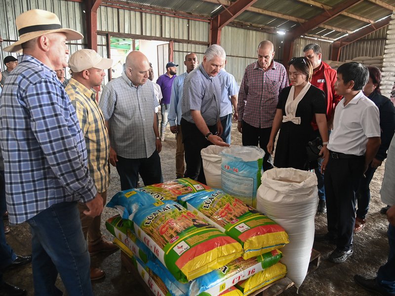 En Cuba crece un arroz con raíces de amistad verdadera