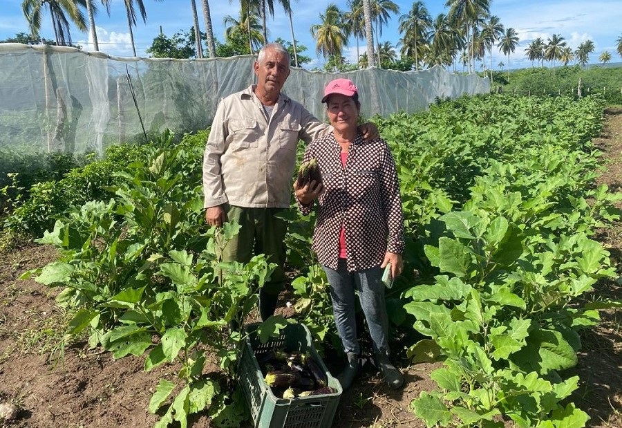 Positiva experiencia de finca cienfueguera en el cultivo de la berenjena