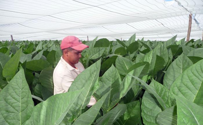 Implementan en Pinar del Río proyecto para incrementar las siembras de tabaco tapado
